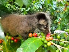 麝香猫咖啡 精品咖啡豆 最新咖啡风味介绍 口感十足