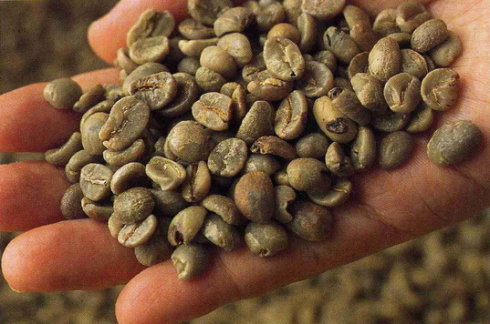 手选咖啡豆的重要性 咖啡生豆的好坏 手选咖啡生豆减少瑕疵豆机率