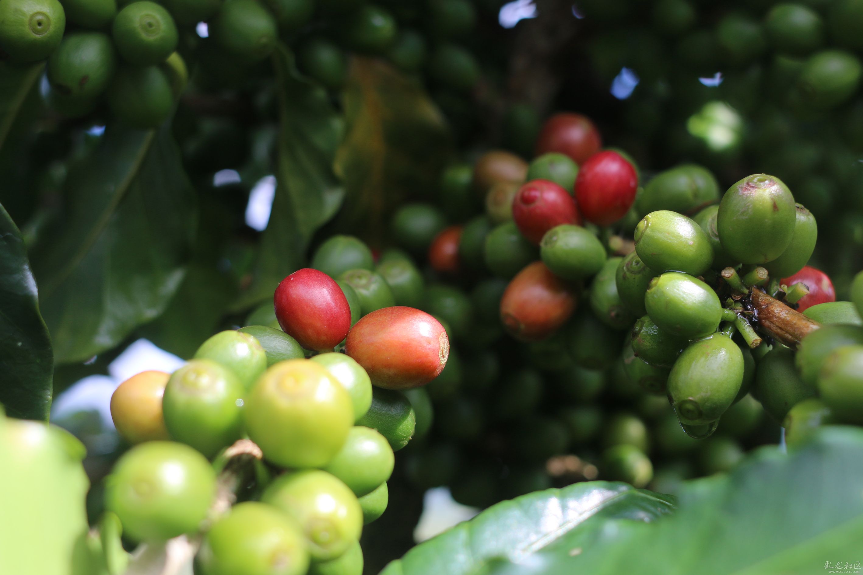 铁毕卡(Typica)咖啡豆品种特征介绍 铁皮卡咖啡的风味口感特点