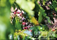 “滞销”的普洱咖啡豆