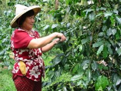 漂亮的咖啡树、花、果和豆豆