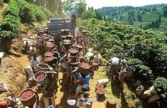 咖啡在中国巨大投资机会