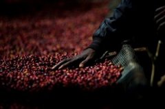 神秘国度的谜咖啡 精品印度咖啡风渍马拉巴咖啡豆