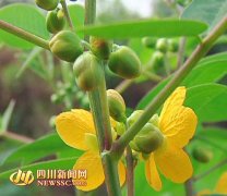 泸县奇峰镇引种草本咖啡 开启农户增收新渠道