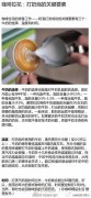 打奶泡的关键要素