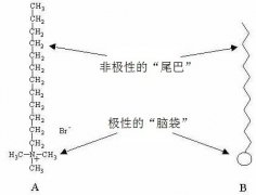 （转）咖啡拉花中的流体力学