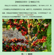 【咖啡知识系列一】咖啡豆介绍