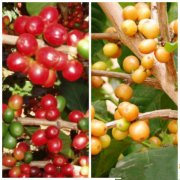 杂交咖啡品种：帕卡马拉咖啡(Pacamara)
