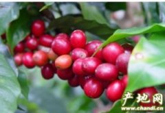 精品咖啡生产地 美洲巴西咖啡豆