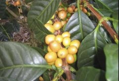 咖啡品种 帕卡马拉(Pacamara)