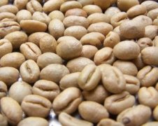 精品咖啡生豆的常识 咖啡生豆的品种