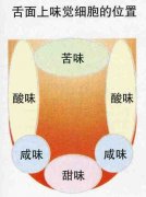 咖啡品尝的技术 舌头品尝咖啡的技巧
