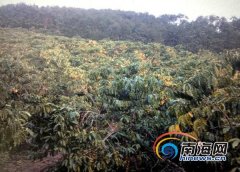 白沙30多万斤咖啡豆无人买成烫手山芋 咖啡农苦寻买家