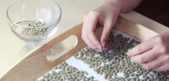 1精品咖啡豆介绍 10大顶尖精品咖啡豆
