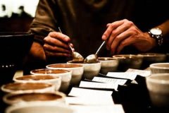精品咖啡豆常识 阿拉比卡与罗布斯塔的区别