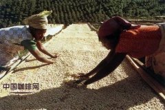 精品咖啡豆的基础常识 咖啡豆的晒干