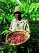 世界精品咖啡豆文化 哥伦比亚的咖啡文化