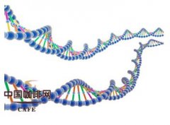 喝咖啡的好处 研究表明咖啡能够影响肌肉中的DNA