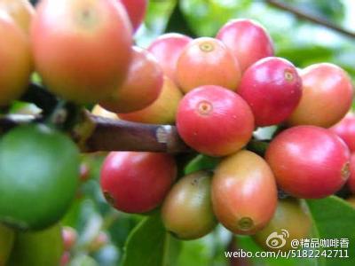 制作赏心悦目的彩虹冰咖啡 花式咖啡制作