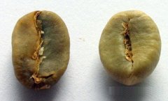 罗布斯塔咖啡豆对比阿拉比加咖啡豆有什么不同
