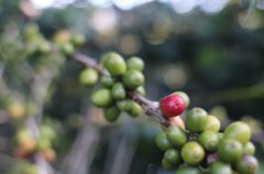 如何品尝Espresso 意式浓缩咖啡常识