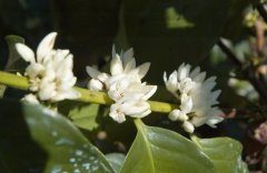 咖啡花赏析 真正的咖啡醇香味到底从哪里来？