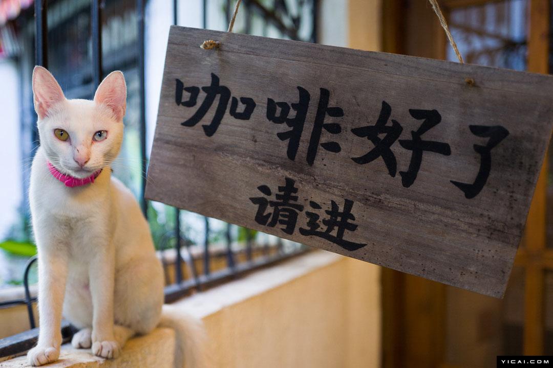 4名高学历青年合伙开“1咖啡” 流浪猫任店长