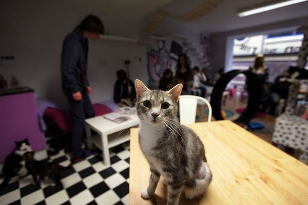 英国首家猫咪主题咖啡馆开业 生意火爆超预期