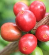外眼看云南咖啡：云南咖啡种植学