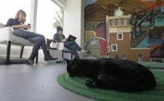 美国首家猫咪咖啡馆开业 喝着咖啡与喵星人“约会”
