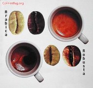 阿拉比卡(arabica)与罗布斯塔(Robusta)咖啡和咖啡豆的区别