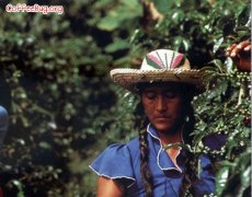 埃塞俄比亚耶加雪菲精品咖啡豆 是埃塞俄比亚精品咖啡的代名词