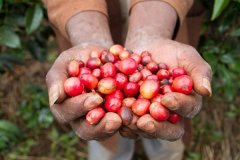 阿拉比卡和罗布斯塔的区别 Arabica and Robusta Coffee Beans