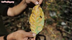 咖啡种植的疾病危害 咖啡叶锈病是什么？