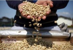 阿拉比卡与罗布斯塔的不同 咖啡豆基础常识