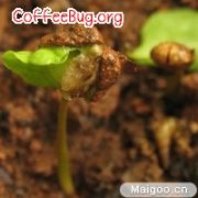 咖啡的栽培过程 咖啡要以带着内果皮的种子种植？