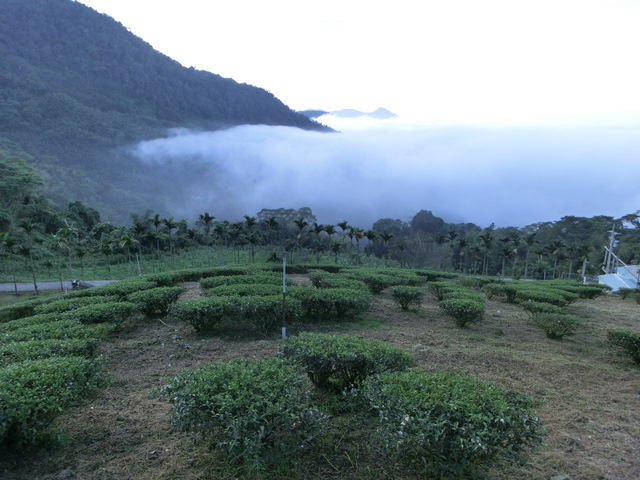 咖啡庄园  危地马拉的咖啡庄园 卡马那庄园  安提瓜岛