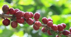 牙买加蓝山精品咖啡 蓝山咖啡独特风味 蓝山咖啡口感 蓝山咖啡的