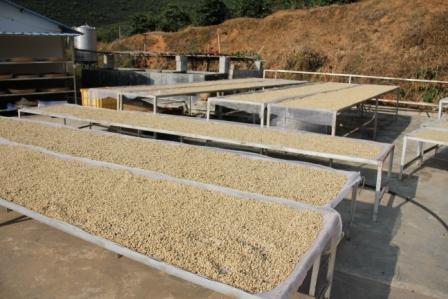 哥斯大黎加精品咖啡豆哥斯达黎加塔拉珠钻石山庄园水洗SHB卡杜拉