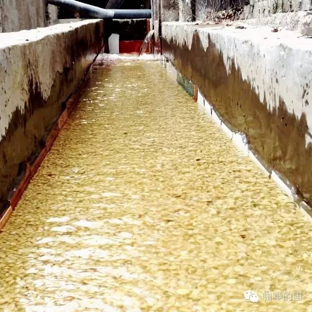 美洲精品咖啡豆哥伦比亚惠兰世界上最大的水洗咖啡豆出口国