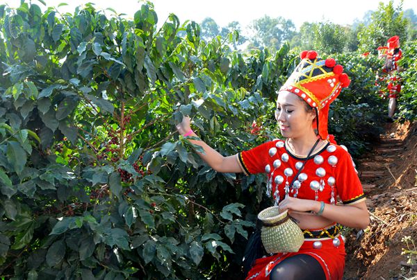 中国云南咖啡云南咖啡的介绍云南咖啡分布在云南思茅版纳文山保山