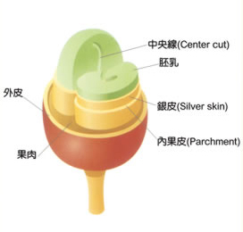 咖啡豆种植咖啡豆种子咖啡生豆巴布亚新几内亚A级水洗处理珍珠圆