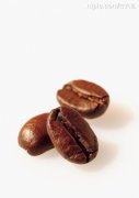 公豆 咖啡豆种植  圆豆 咖啡风味 如何区别公母豆风味 形成特征