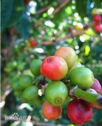 WBC简介 美国精品咖啡协会 SCAA 中国咖啡交易网 咖啡网