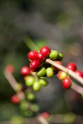 野田珐琅 月兔印 1.2L  粉丝众多的手冲壶