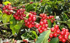 印度尼西亚精品咖啡 巴厘岛优质raw bean greencoffe