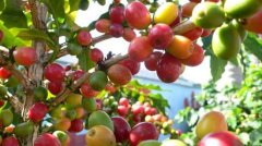 布隆迪(Burundi)有世界上种类最繁多、经营最成功的咖啡地
