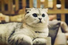 宁波开了一家有猫咪的咖啡馆