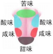 你知道味觉在舌头上的分布吗
