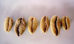 SCAA美国精品咖啡协会与scae欧洲精品咖啡协会 Gold Cup精杯咖啡